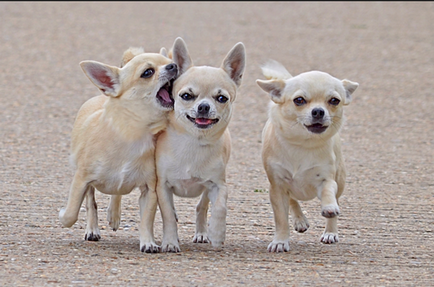 Chihuahua jefuitor mici