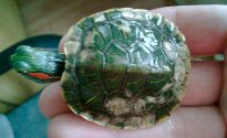 Ce se întâmplă dacă o carapace de broască țestoasă este spart, ca un tratament (carapacea) Ce se întâmplă dacă o carapace de broască țestoasă este spart, ca un tratament