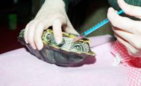 Ce se întâmplă dacă o carapace de broască țestoasă este spart, ca un tratament (carapacea) Ce se întâmplă dacă o carapace de broască țestoasă este spart, ca un tratament