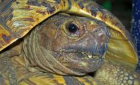 Ce se întâmplă dacă o carapace de broască țestoasă este spart, ca un tratament (do) Ce se întâmplă dacă o carapace de broască țestoasă este spart, ca un tratament