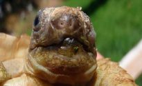 Ce se întâmplă dacă o carapace de broască țestoasă este spart, ca un tratament (do) Ce se întâmplă dacă o carapace de broască țestoasă este spart, ca un tratament