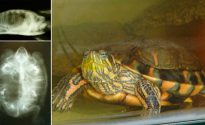 Ce se întâmplă dacă o carapace de broască țestoasă este spart, ca un tratament (carapacea) Ce se întâmplă dacă o carapace de broască țestoasă este spart, ca un tratament