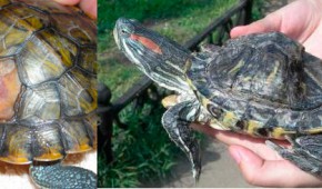 Ce se întâmplă dacă o carapace de broască țestoasă este spart, ca un tratament (do) Ce se întâmplă dacă o carapace de broască țestoasă este spart, ca un tratament
