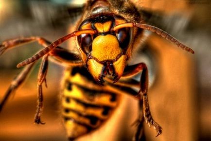 Ce să faci primul ajutor la o intepatura viespe