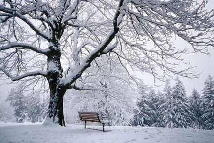 Ce și cum să fotografieze iarna în vreme zăpadă, devin un fotograf, fie un fotograf!
