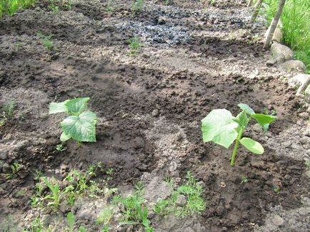 Acest lucru poate fi plantate după castraveți în grădină