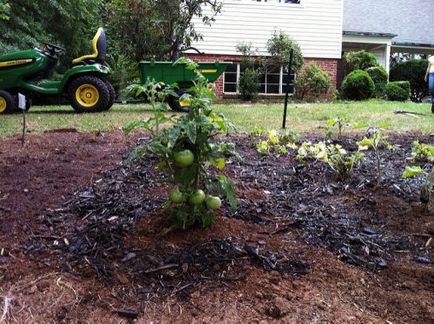 Acest lucru poate fi plantate după rotația culturilor de tomate la locul cu roșii