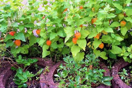 Acest lucru poate fi plantate după rotația culturilor de tomate la locul cu roșii