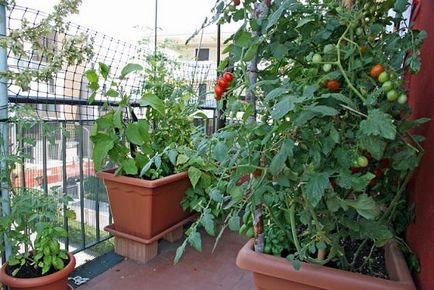 Ceea ce pot fi cultivate pe balcon în timpul iernii, de vară