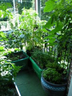 Ceea ce pot fi cultivate pe balcon iarna, vara (iarna) Ceea ce pot fi cultivate pe balcon în timpul iernii, de vară
