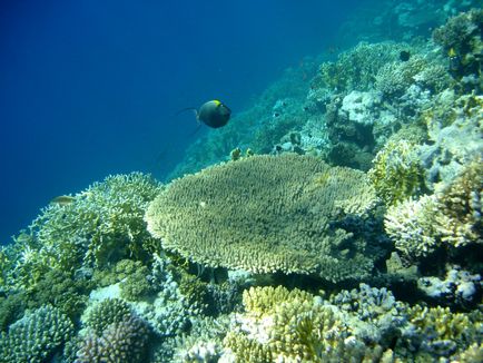 Care sunt recifele de corali, touristmaker