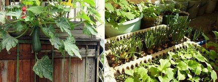Care cresc pe balcon poate, planta plantele, semințele, iarna, vara, castraveți, roșii, ceea ce