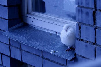 Asta înseamnă că un semn, în cazul în care un porumbel sa așezat pe pervazul ferestrei