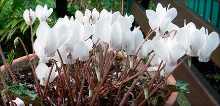 Cyclamen de îngrijire la domiciliu, flori în creștere, de reproducere, transplantarea și udare (Foto)