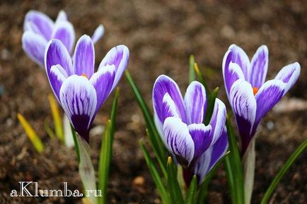 Flori pentru paturile de flori 100 de fotografii și numele de flori, înflorire continuă răzor de flori