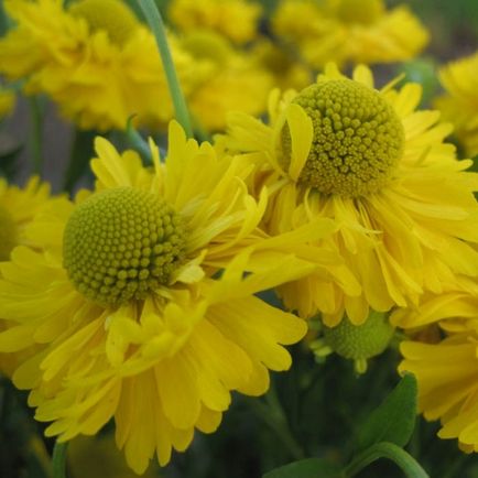 Flori fotografie helenium, plantare și îngrijire de creștere din semințe