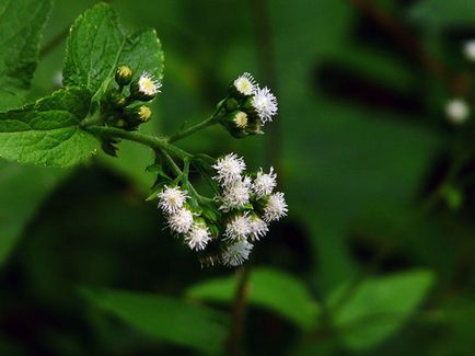 Flower Ageratum - îngrijire și plantare, fotografie Ageratum, Ageratum în creștere din semințe