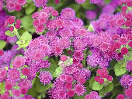 Flower Ageratum - îngrijire și plantare, fotografie Ageratum, Ageratum în creștere din semințe