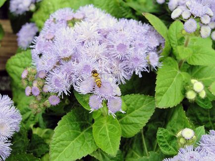 Flower Ageratum - îngrijire și plantare, fotografie Ageratum, Ageratum în creștere din semințe