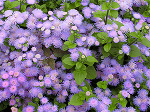 Flower Ageratum - îngrijire și plantare, fotografie Ageratum, Ageratum în creștere din semințe