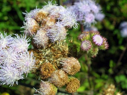 Flower Ageratum - îngrijire și plantare, fotografie Ageratum, Ageratum în creștere din semințe