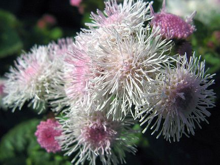 Flower Ageratum - îngrijire și plantare, fotografie Ageratum, Ageratum în creștere din semințe