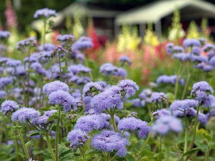 Flower Ageratum - îngrijire și plantare, fotografie Ageratum, Ageratum în creștere din semințe