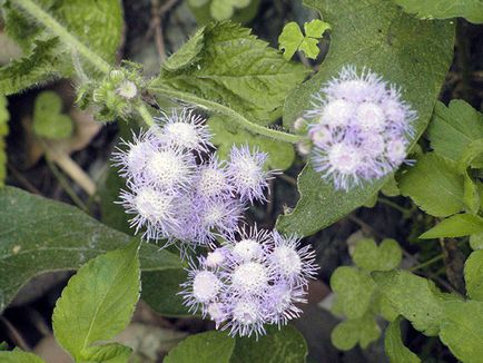 Flower Ageratum - îngrijire și plantare, fotografie Ageratum, Ageratum în creștere din semințe