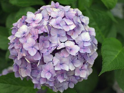 floare de hortensie - plantare și îngrijire, Hydrangea fotografie, cultivare și grădină Hydrangea paniculata