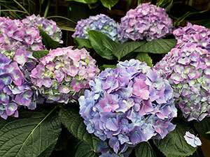 floare de hortensie - plantare și îngrijire, Hydrangea fotografie, cultivare și grădină Hydrangea paniculata