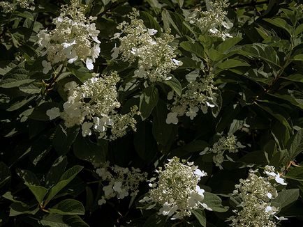 floare de hortensie - plantare și îngrijire, Hydrangea fotografie, cultivare și grădină Hydrangea paniculata