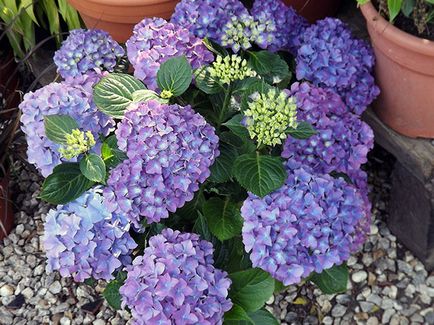 floare de hortensie - plantare și îngrijire, Hydrangea fotografie, cultivare și grădină Hydrangea paniculata
