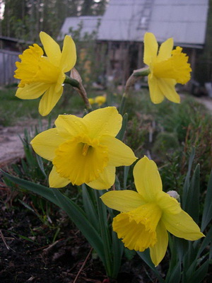 Flori soiuri de narcise Foto, plantarea și îngrijirea de narcise în primăvară în câmp deschis
