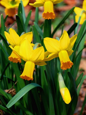 Flori soiuri de narcise Foto, plantarea și îngrijirea de narcise în primăvară în câmp deschis