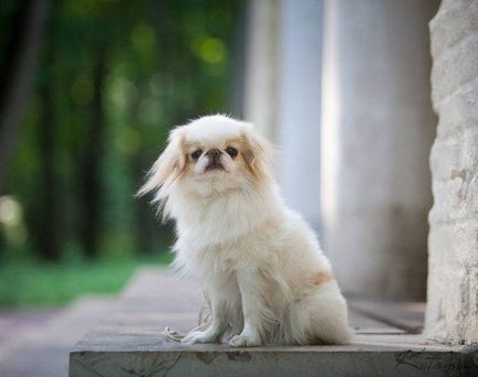 câine miniatură rase foto cu nume