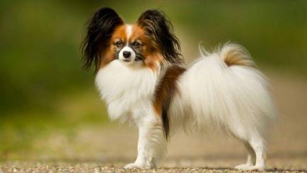 câine miniatură rase foto cu nume