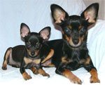 rase miniaturale de câini cu fotografii, alegerea unui catelus pentru un apartament