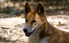 Dingo Dingo australian dimensiunea (Canis dingo) de imagine, dingoes distribuție descriere culori zonale