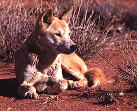 Dingo Dingo australian dimensiunea (Canis dingo) de imagine, dingoes distribuție descriere culori zonale