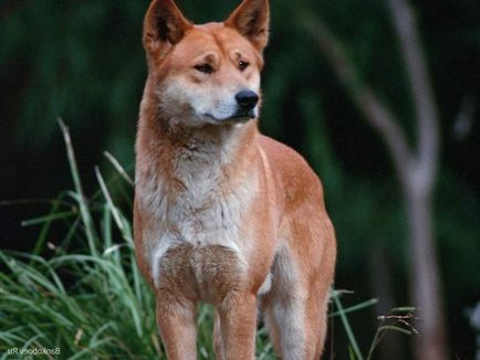 Dingo - un caine care nu latra