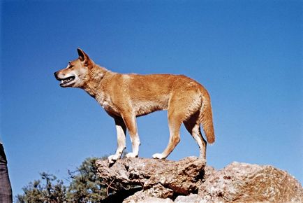 Dingo - un caine care nu latra