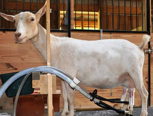 Mașină de muls pentru capri de a alege cele mai bune sau de a face propriile mâini