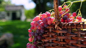 Casa de tehnologie de producție de vin