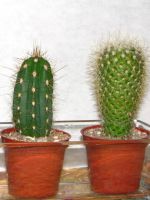 cactus acasă