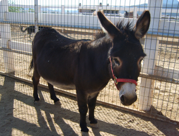 Donkey, sau fund, vânzarea de animale exotice