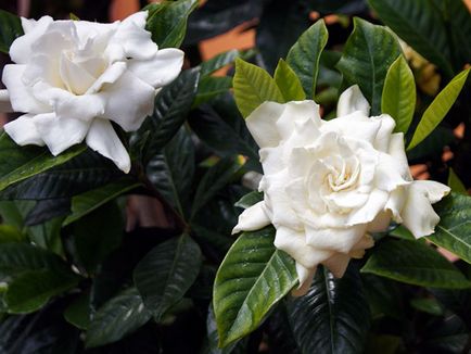 Acasă gardenie - îngrijire, fotografie, transplant; De ce este gardenie negru, se usuca si cade