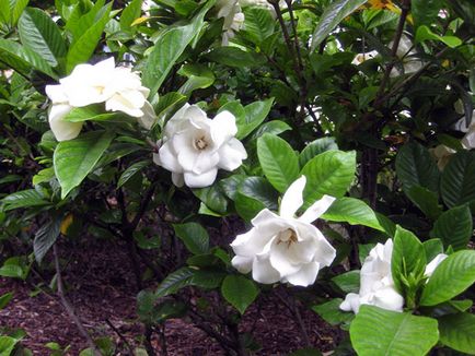 Acasă gardenie - îngrijire, fotografie, transplant; De ce este gardenie negru, se usuca si cade