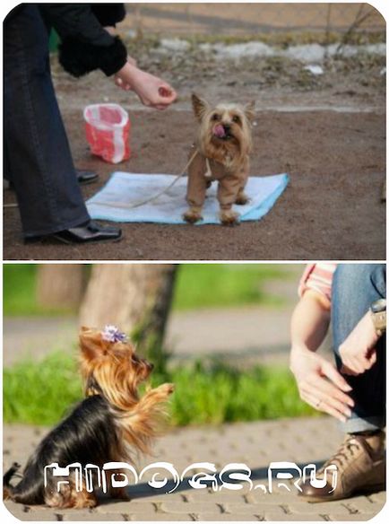 Formarea Yorkshire Terrier special de educație (foto)
