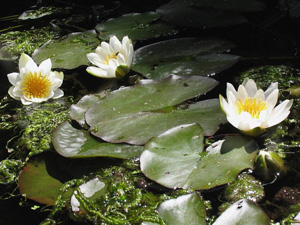 Enciclopedia de plante de apă-crin (apă crin, Nymphaea)