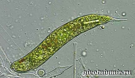 Euglena verde